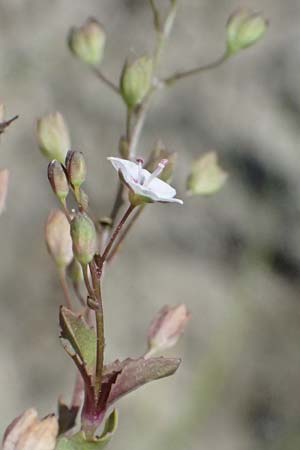 Veronica scardica \ Balkan-Ehrenpreis, Serpentin-Ehrenpreis / Balkan Speedwell, A Weinviertel,  Traunfeld 15.8.2026