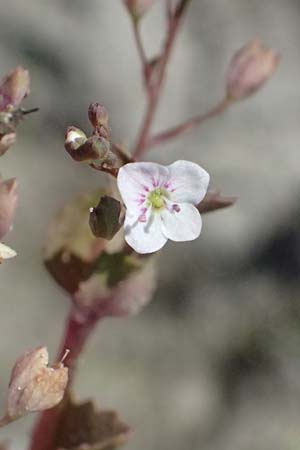 Veronica scardica \ Balkan-Ehrenpreis, Serpentin-Ehrenpreis / Balkan Speedwell, A Weinviertel,  Traunfeld 15.8.2026