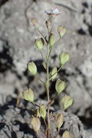 Veronica scardica \ Balkan-Ehrenpreis, Serpentin-Ehrenpreis / Balkan Speedwell, A Weinviertel,  Traunfeld 15.8.2026
