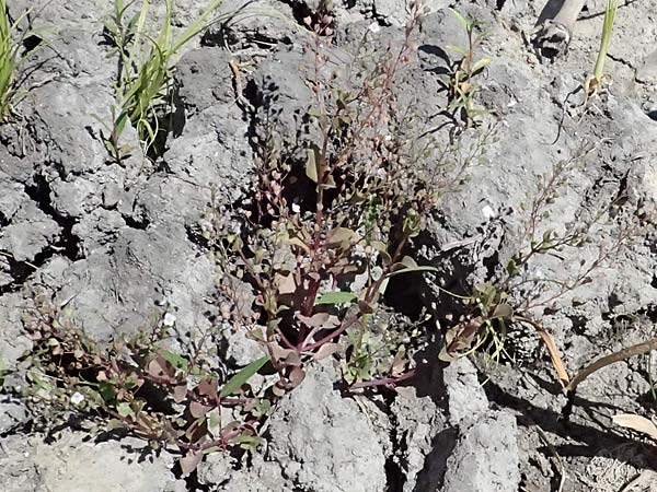 Veronica scardica \ Balkan-Ehrenpreis, Serpentin-Ehrenpreis / Balkan Speedwell, A Weinviertel,  Traunfeld 15.8.2026