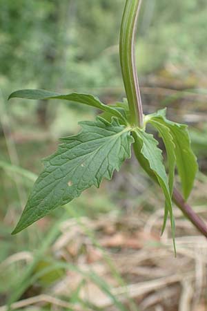 Valeriana tripteris \ Dreiblttriger Baldrian / Three-Leaved Valerian, A Kärnten/Carinthia, St. Paul im Lavanttal 16.5.2016