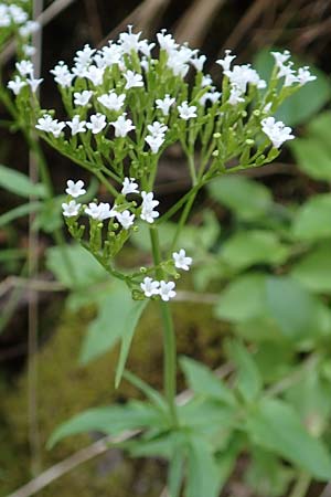 Valeriana tripteris \ Dreiblttriger Baldrian / Three-Leaved Valerian, A Kärnten/Carinthia, St. Paul im Lavanttal 16.5.2016