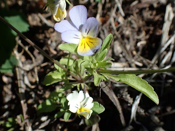 Viola tricolor \ Wildes Stiefmtterchen / Heartsease, Wild Pansy, A Pölstal-Oberzeiring 26.6.2021