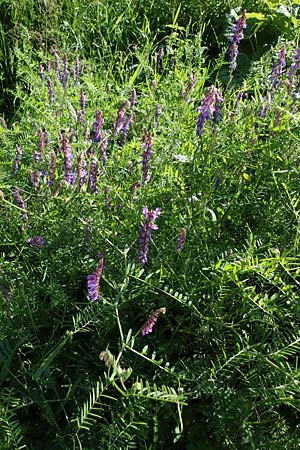 Vicia tenuifolia \ Feinblttrige Wicke / Fine-Leaved Vetch, A Ingeringsee 27.7.2021