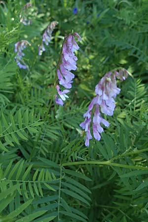 Vicia tenuifolia \ Feinblttrige Wicke / Fine-Leaved Vetch, A Gumpoldskirchen 15.5.2022