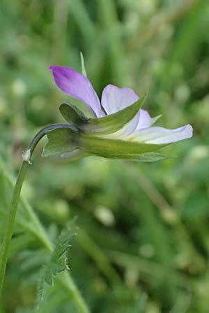 Viola tricolor \ Wildes Stiefmtterchen / Heartsease, Wild Pansy, A Pulkau 9.5.2025
