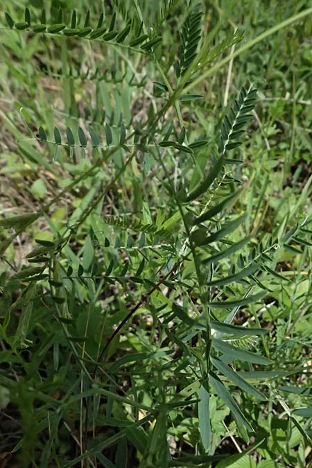 Vicia tenuifolia \ Feinbl&auml;ttrige Wicke / Fine-Leaved Vetch, A Gro&szlig;mugl 12.6.2026