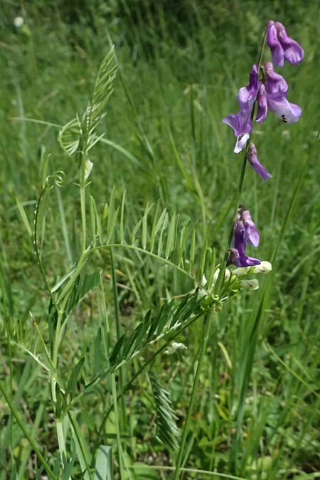 Vicia tenuifolia \ Feinbl&auml;ttrige Wicke / Fine-Leaved Vetch, A Gro&szlig;mugl 12.6.2026
