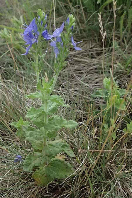 Veronica teucrium \ Gro�er Ehrenpreis / Large Speedwell, A Achau 14.6.2026