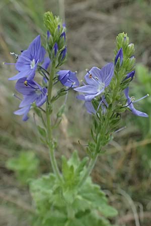 Veronica teucrium \ Gro�er Ehrenpreis / Large Speedwell, A Achau 14.6.2026