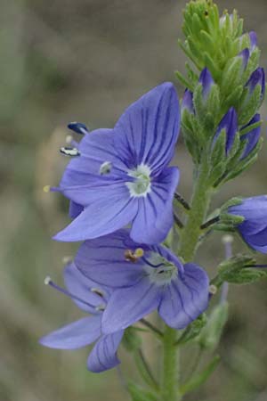 Veronica teucrium \ Gro�er Ehrenpreis / Large Speedwell, A Achau 14.6.2026