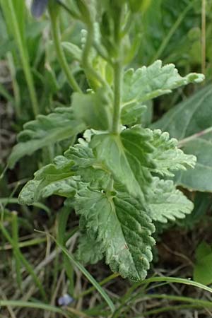 Veronica teucrium \ Gro�er Ehrenpreis / Large Speedwell, A Achau 14.6.2026