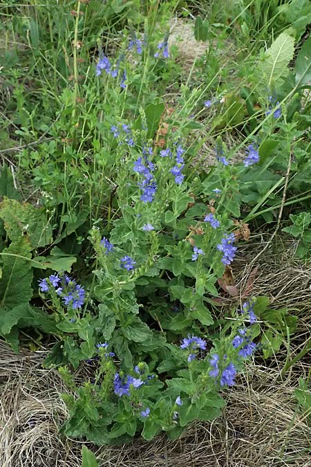 Veronica teucrium \ Gro�er Ehrenpreis / Large Speedwell, A Achau 14.6.2026