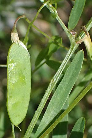 Ervum tetraspermum \ Viersamige Wicke / Smooth Tare, A Judenburg 15.6.2026
