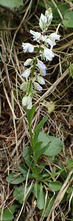 Polygala vulgaris \ Gewhnliche Kreuzblume, Gewhnliches Kreuzblmchen / Common Milkwort, A Kärnten/Carinthia, Trögerner Klamm 18.5.2016