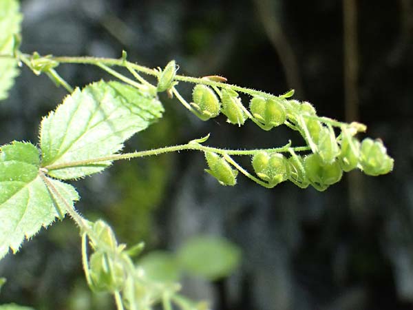 Veronica urticifolia \ Nessel-Ehrenpreis / Nettle-Leaved Speedwell, A Taxenbach 28.6.2025