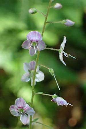 Veronica urticifolia \ Nessel-Ehrenpreis / Nettle-Leaved Speedwell, A Krimml 1.7.2025