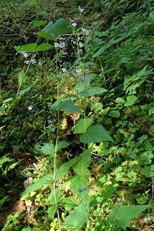 Veronica urticifolia \ Nessel-Ehrenpreis / Nettle-Leaved Speedwell, A Krimml 1.7.2025