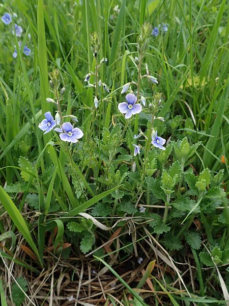 Veronica chamaedrys subsp. vindobonensis \ Wiener Gamander-Ehrenpreis, Drsiger Gamander-Ehrenpreis / Vienna Germander Speedwell, A Perchtoldsdorf 7.5.2022
