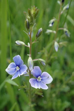 Veronica chamaedrys subsp. vindobonensis \ Wiener Gamander-Ehrenpreis, Drsiger Gamander-Ehrenpreis / Vienna Germander Speedwell, A Perchtoldsdorf 7.5.2022
