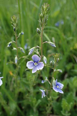 Veronica chamaedrys subsp. vindobonensis \ Wiener Gamander-Ehrenpreis, Drsiger Gamander-Ehrenpreis / Vienna Germander Speedwell, A Perchtoldsdorf 7.5.2022