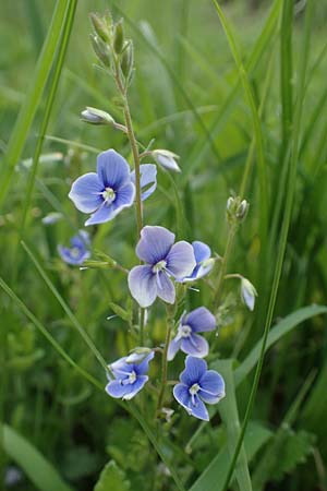 Veronica chamaedrys subsp. vindobonensis \ Wiener Gamander-Ehrenpreis, Drsiger Gamander-Ehrenpreis / Vienna Germander Speedwell, A Perchtoldsdorf 7.5.2022