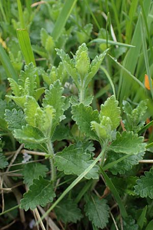 Veronica chamaedrys subsp. vindobonensis \ Wiener Gamander-Ehrenpreis, Drsiger Gamander-Ehrenpreis / Vienna Germander Speedwell, A Perchtoldsdorf 7.5.2022