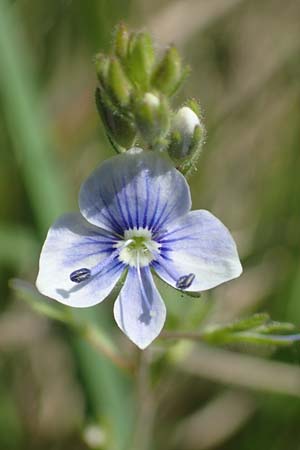 Veronica chamaedrys subsp. vindobonensis \ Wiener Gamander-Ehrenpreis, Drsiger Gamander-Ehrenpreis / Vienna Germander Speedwell, A Seewinkel, Podersdorf 10.5.2022
