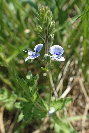 Veronica chamaedrys subsp. vindobonensis \ Wiener Gamander-Ehrenpreis, Drsiger Gamander-Ehrenpreis / Vienna Germander Speedwell, A Seewinkel, Podersdorf 10.5.2022