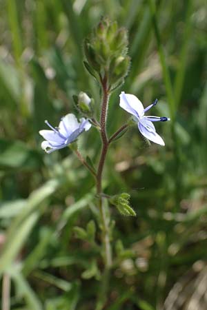 Veronica chamaedrys subsp. vindobonensis \ Wiener Gamander-Ehrenpreis, Drsiger Gamander-Ehrenpreis / Vienna Germander Speedwell, A Seewinkel, Podersdorf 10.5.2022