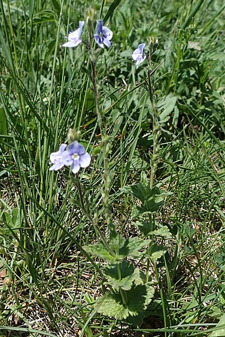 Veronica chamaedrys subsp. vindobonensis \ Wiener Gamander-Ehrenpreis, Drsiger Gamander-Ehrenpreis / Vienna Germander Speedwell, A Hainburg 14.5.2022