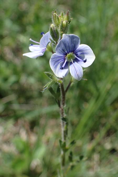 Veronica chamaedrys subsp. vindobonensis \ Wiener Gamander-Ehrenpreis, Drsiger Gamander-Ehrenpreis / Vienna Germander Speedwell, A Hainburg 14.5.2022
