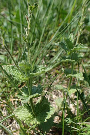 Veronica chamaedrys subsp. vindobonensis \ Wiener Gamander-Ehrenpreis, Drsiger Gamander-Ehrenpreis / Vienna Germander Speedwell, A Hainburg 14.5.2022