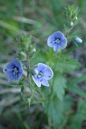 Veronica chamaedrys subsp. vindobonensis \ Wiener Gamander-Ehrenpreis, Drsiger Gamander-Ehrenpreis / Vienna Germander Speedwell, A Gumpoldskirchen 15.5.2022