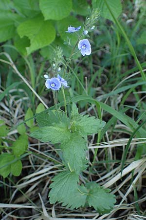 Veronica chamaedrys subsp. vindobonensis \ Wiener Gamander-Ehrenpreis, Drsiger Gamander-Ehrenpreis / Vienna Germander Speedwell, A Gumpoldskirchen 15.5.2022