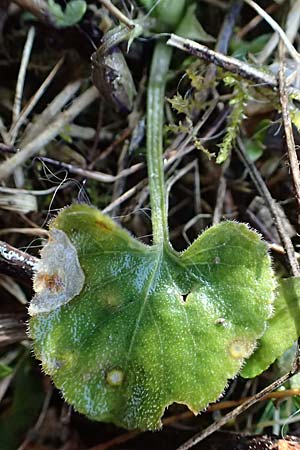 Viola alba subsp. violacea \ Violettes Wei&szlig;-Veilchen / Purple White Violet, A Niederhollabrunn 6.3.2024