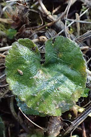 Viola alba subsp. violacea \ Violettes Wei&szlig;-Veilchen / Purple White Violet, A Niederhollabrunn 6.3.2024