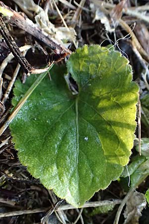 Viola alba subsp. violacea \ Violettes Wei&szlig;-Veilchen / Purple White Violet, A Niederhollabrunn 6.3.2024