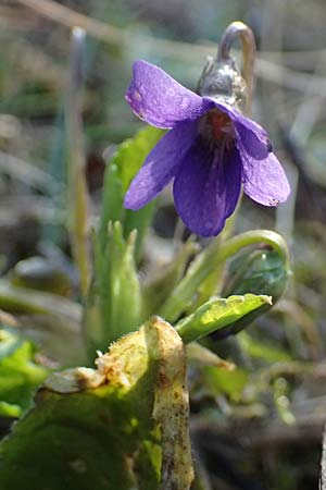 Viola alba subsp. violacea \ Violettes Wei&szlig;-Veilchen / Purple White Violet, A Niederhollabrunn 6.3.2024