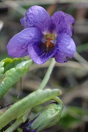 Viola alba subsp. violacea \ Violettes Wei&szlig;-Veilchen / Purple White Violet, A Niederhollabrunn 6.3.2024