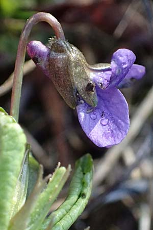 Viola alba subsp. violacea \ Violettes Wei&szlig;-Veilchen / Purple White Violet, A Niederhollabrunn 6.3.2024
