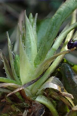 Viola alba subsp. violacea \ Violettes Wei&szlig;-Veilchen / Purple White Violet, A Niederhollabrunn 6.3.2024