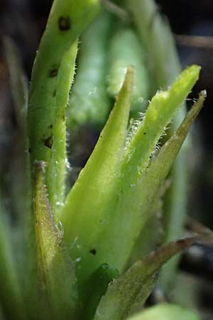 Viola alba subsp. violacea \ Violettes Wei&szlig;-Veilchen / Purple White Violet, A Niederhollabrunn 6.3.2024