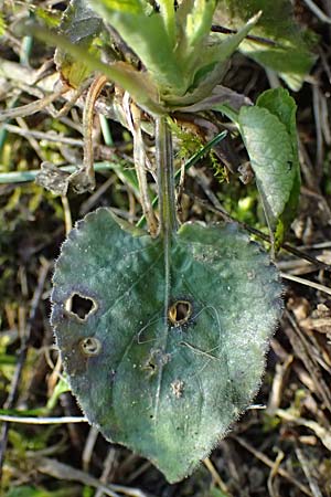 Viola alba subsp. violacea \ Violettes Wei&szlig;-Veilchen / Purple White Violet, A Niederhollabrunn 6.3.2024