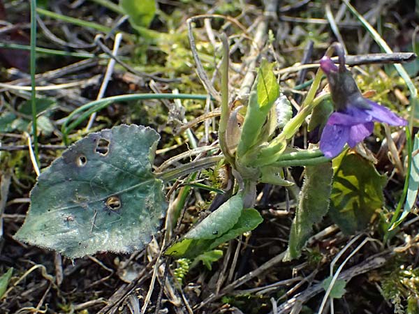 Viola alba subsp. violacea \ Violettes Wei&szlig;-Veilchen / Purple White Violet, A Niederhollabrunn 6.3.2024