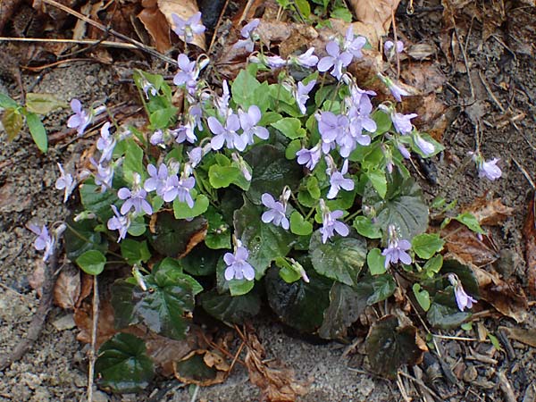 Viola x bavarica \ Veilchen-Hybride / Hybrid Violet, A Wien Höhenstraße 2.4.2023