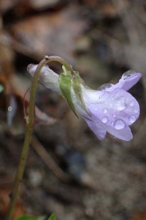 Viola x bavarica \ Veilchen-Hybride / Hybrid Violet, A Wien Höhenstraße 2.4.2023