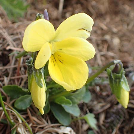 Viola zoysii \ Zoys' Veilchen / Baron de Zoys's Pansy, A Kärnten/Carinthia, Hochstuhl 17.5.2016