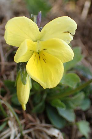 Viola zoysii \ Zoys' Veilchen / Baron de Zoys's Pansy, A Kärnten/Carinthia, Hochstuhl 17.5.2016