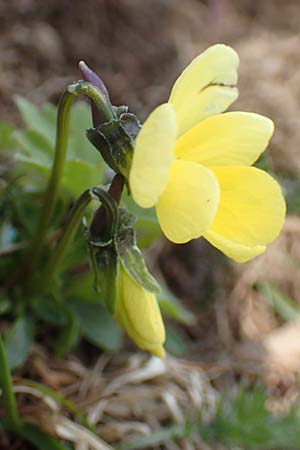 Viola zoysii \ Zoys' Veilchen / Baron de Zoys's Pansy, A Kärnten/Carinthia, Hochstuhl 17.5.2016